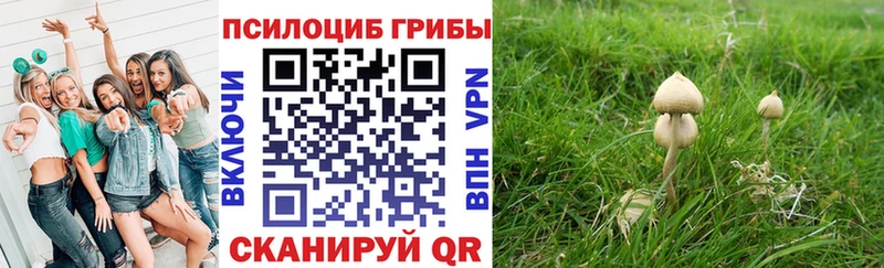 Псилоцибиновые грибы Cubensis  Высоцк 